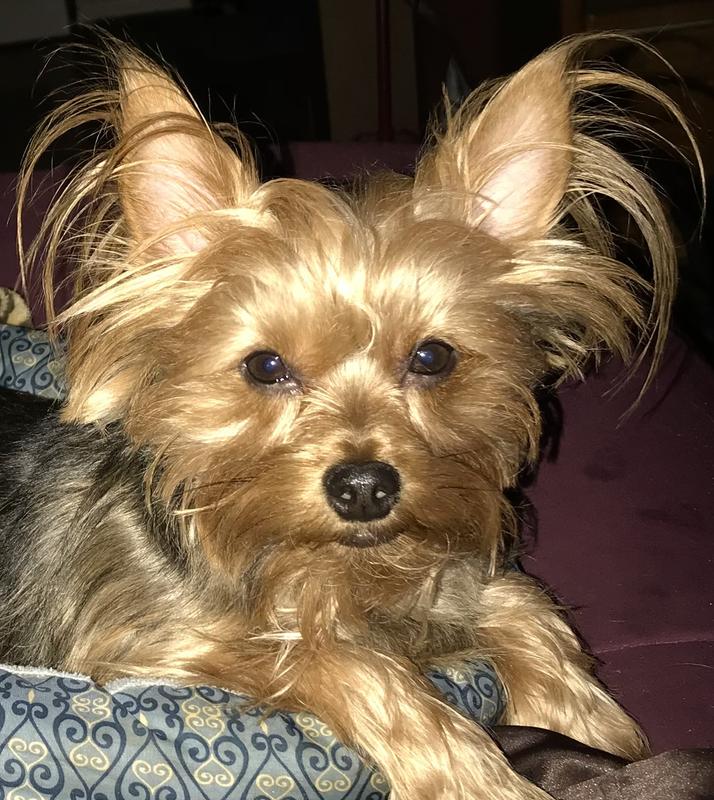 Riley, My Picky Eater 🐾❤️🐾