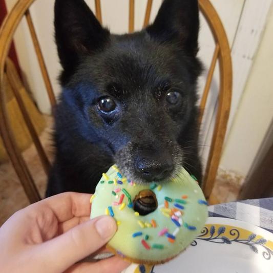 Josie celebrating her 11th Birthday!