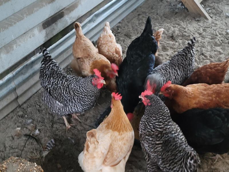 They abandoned their regular food for the tin of this feed instead