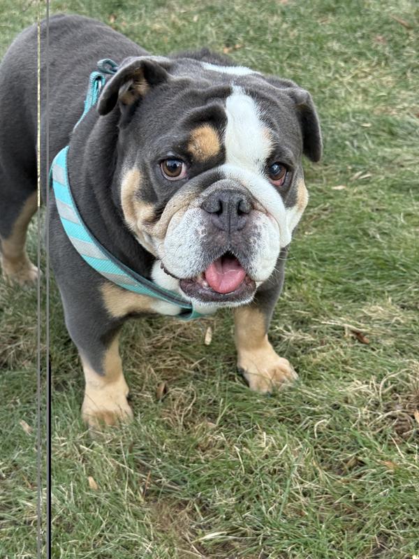Happy happy girl after she got her Buddy biscuit!
