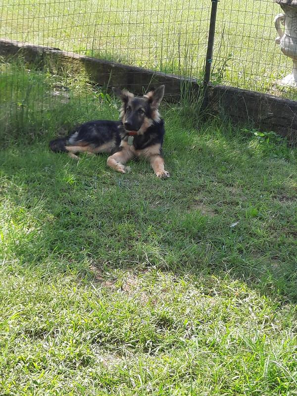 Yard guard dog