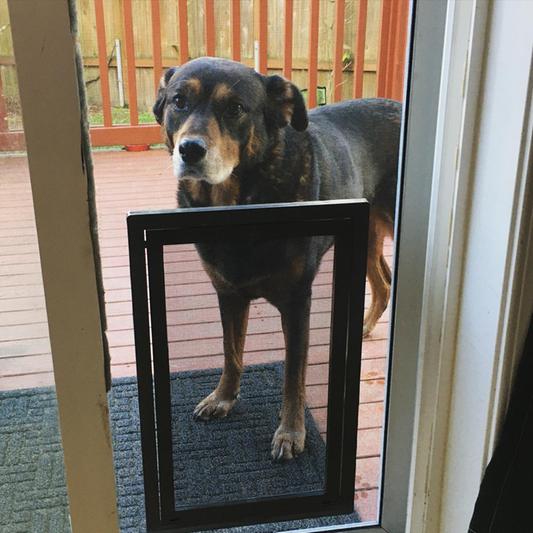 Petsafe window & clearance porch screen pet door