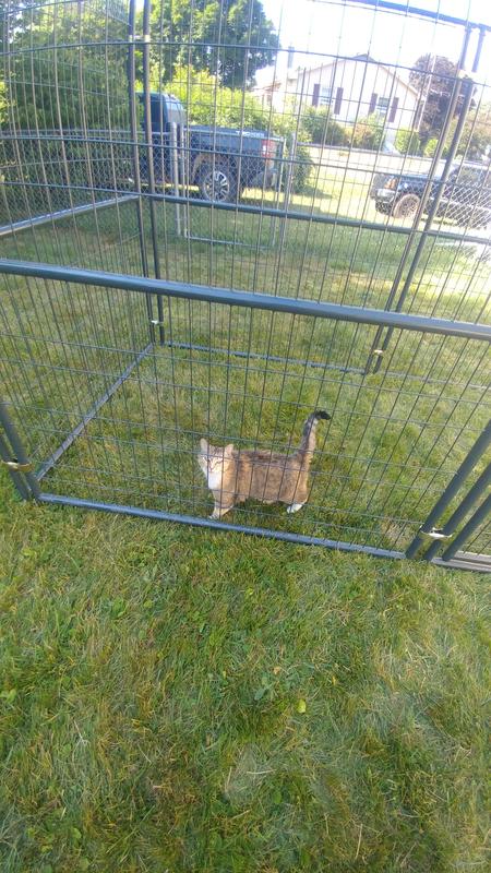 She's not easy to photograph so I included one outside in her catio.  By the next meal her dish was much cleaner.