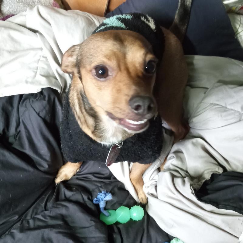 Buster waiting for a bonkers