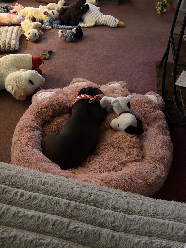 This is my B sleeping in her bed with the bandana they gave her as a gift