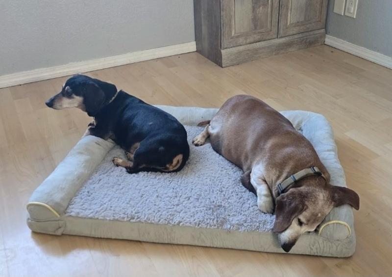 Double dachshund approved! You can see it's really big.