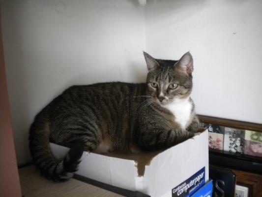 Bitty making one of my boxes a fun place to sit...