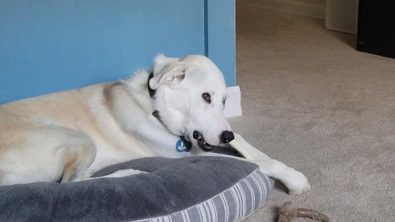 Chewing the rawhide stick