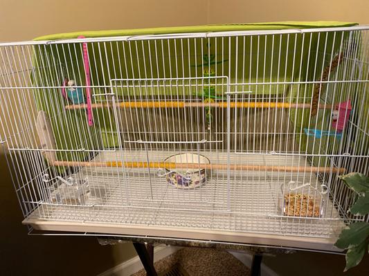 Small Cage Setup Budgies In A Cage Budgerigar Cage Size For Two