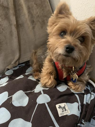 Molly mutt duvet