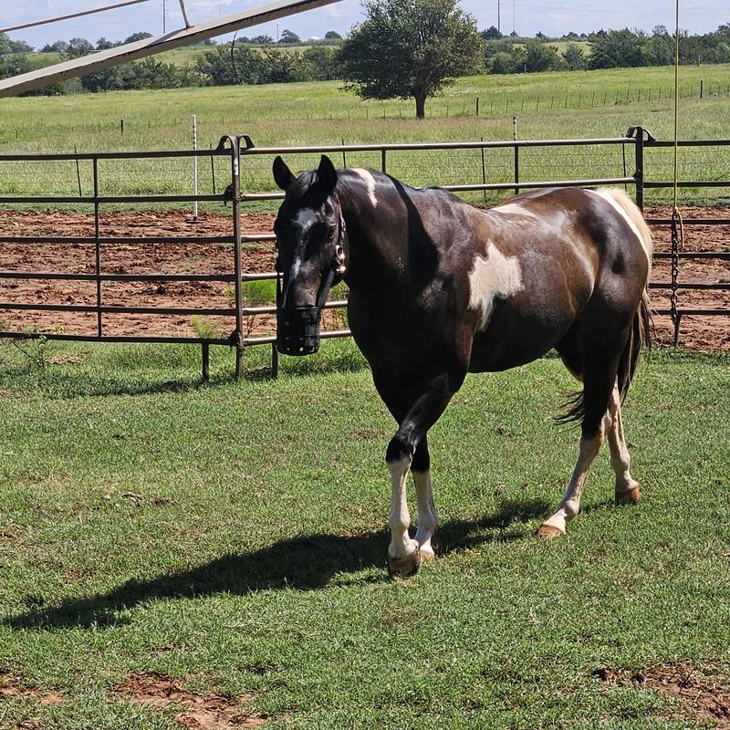 Horse muzzle large 100%
