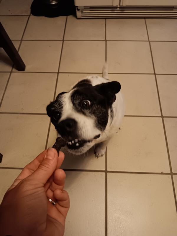 Winston being a delicate little menace.