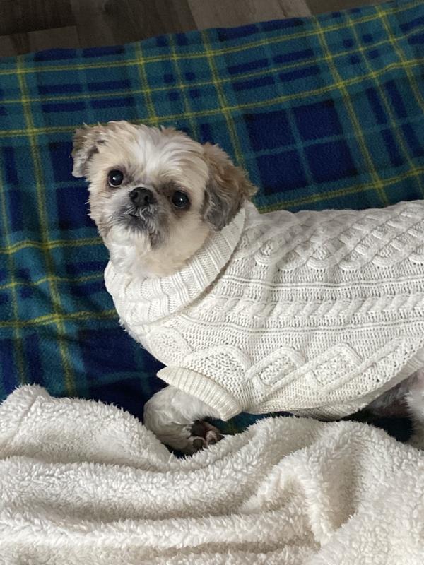 My Tucker loves sweaters