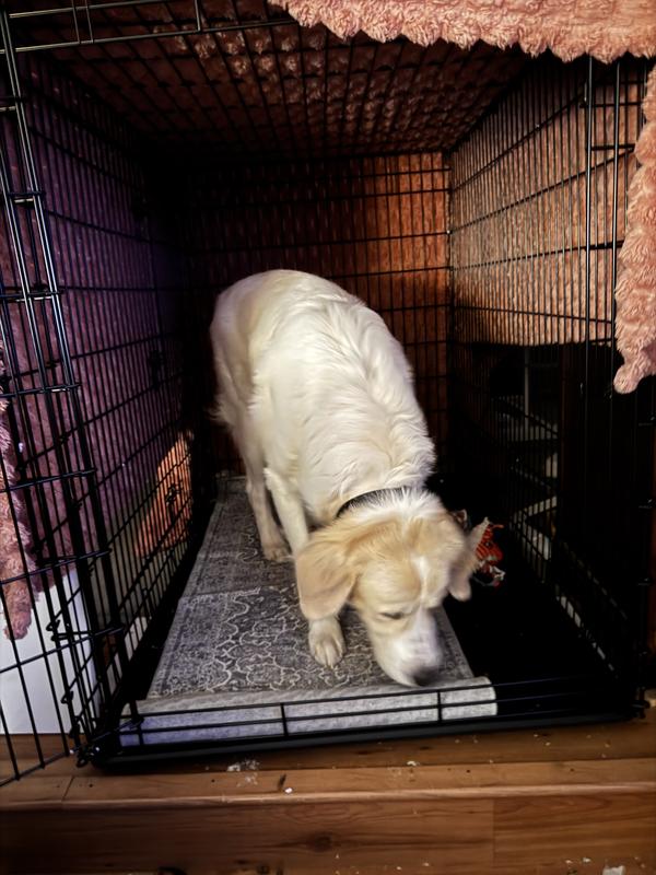 Inspecting the new fort