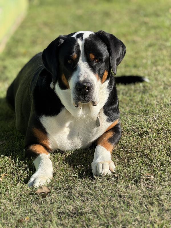 Great job Chewy Pharmacy!!!