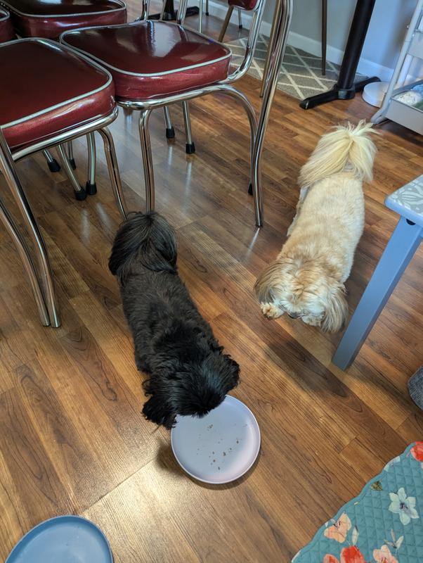 Cora and Spud love their yummy food!! Spud finished his quickly and then tried to get his paws on Cora's!