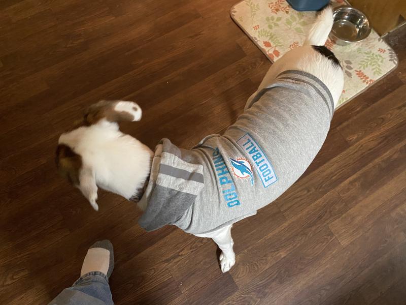 Little Earth Dog Hoodie, NFL Detroit Lions, X-Small