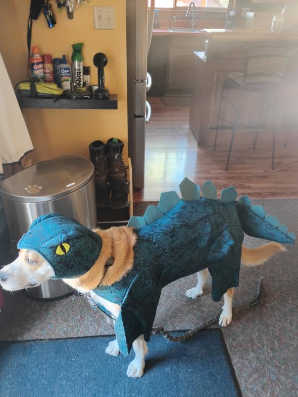 First place in dog parade