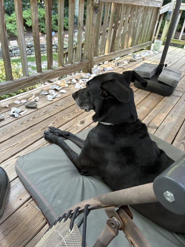 squirrel patrolling on her deck