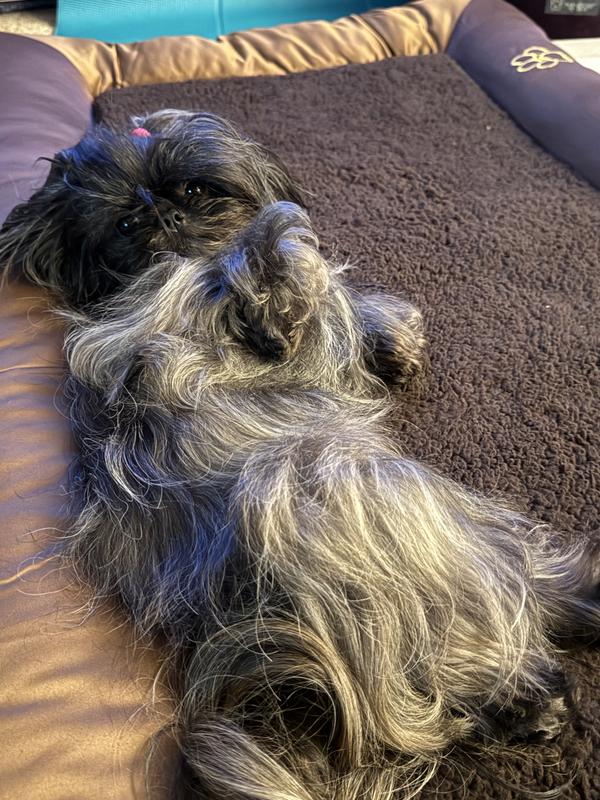 Shanti testing the bed... She says it is just right
