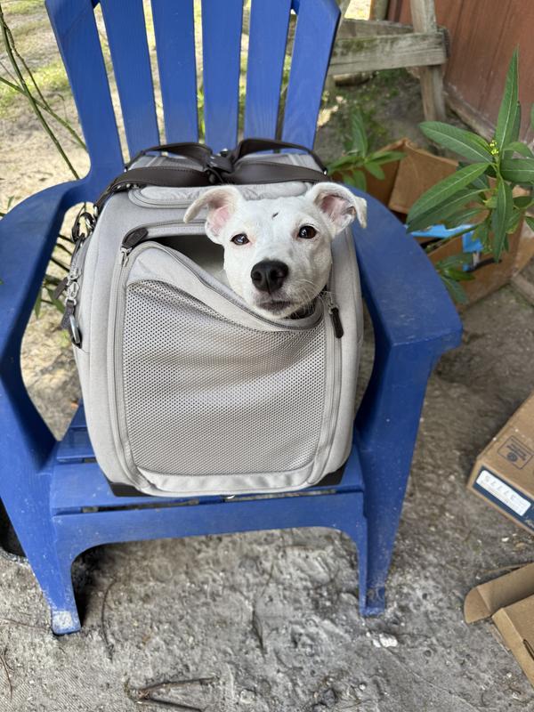 You can partially unzip the front so pet can look around. Excuse Honey’s boo-boo on her forehead. She tried to take food from a mama chicken and got pecked.