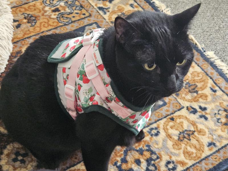 Kat isn't a fan but is learning to walk again