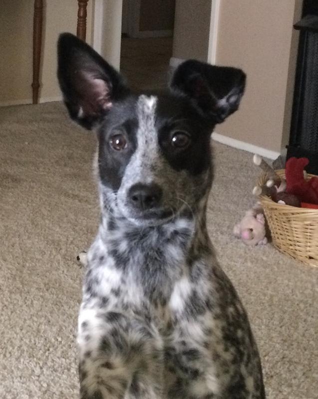 Dexter smells so much better after getting his bath with Hartz Groomer's Best Professionals Hydrate & Shine with Coconut Oil & Apricot Bloom Scent Dog Shampoo!