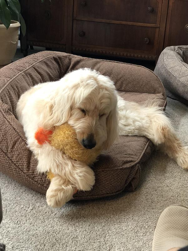 Multipet Duckworth Dog Toy Review: Why I'm ~Pup-Sessed~