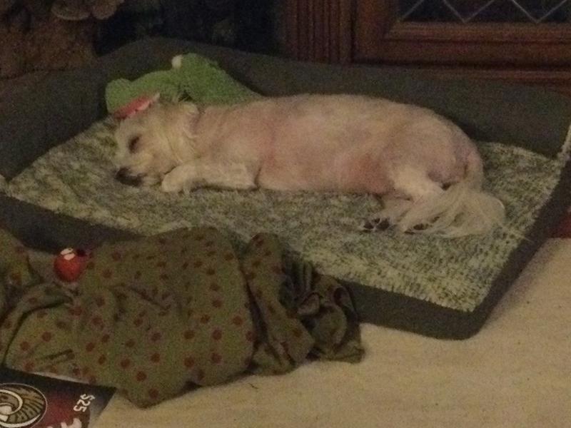 Absolutely loves this bed from the minute I put it on the floor!