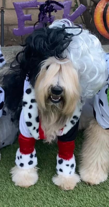 Whitney as Cruella De Vil