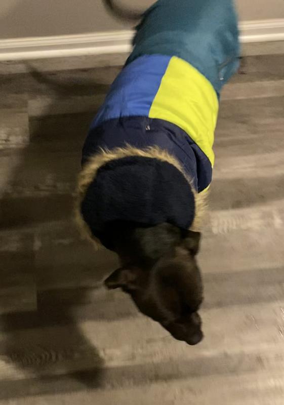 Hood down, ready for a walk