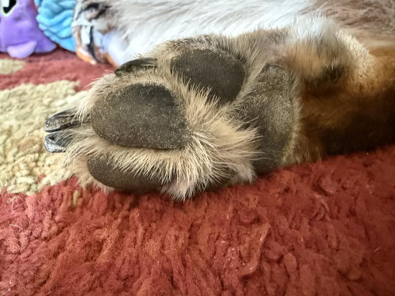 German shepherd paw before trimming