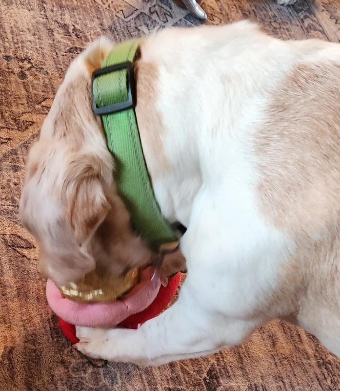 Frisco Ice Cream Party Dog Leash