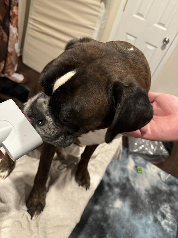 Babe checking it out and trying to lick the air. Wide head attached