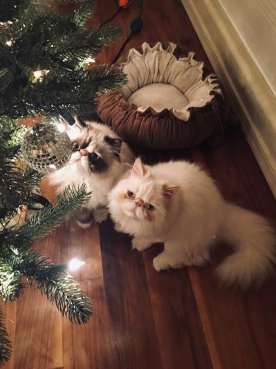 Biscuit and Maggie
