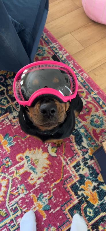 Comes with the shade and clear lenses