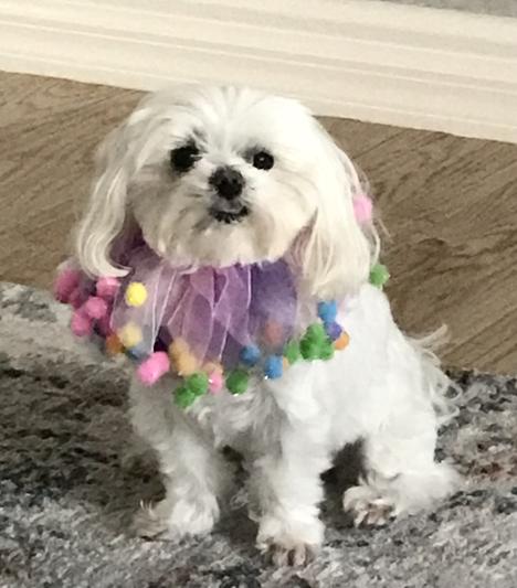 Dolly 9 years old