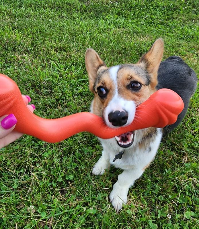 Nylabone Creative Play Stik-GO & C-Shuu Interactive Dog Toy Bundle