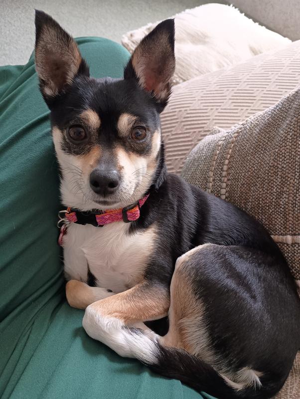 Took care of the dry skin, now soft shiny coat!