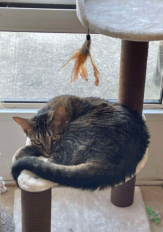 "Is COZY Mom - I'm still a kitten right?!"