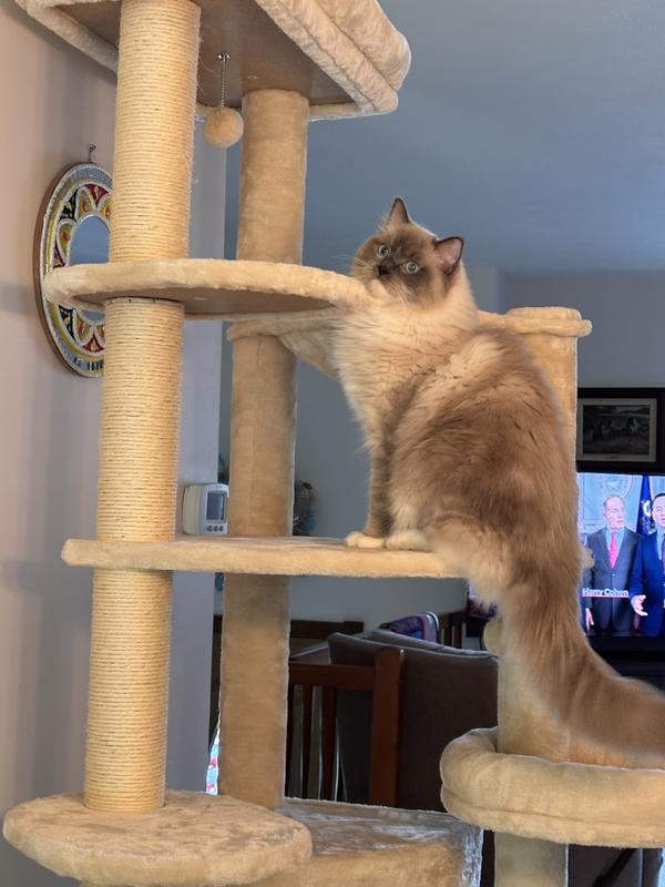 Product Reviews for FRISCO 76-in XXL Heavy Duty Cat Tree