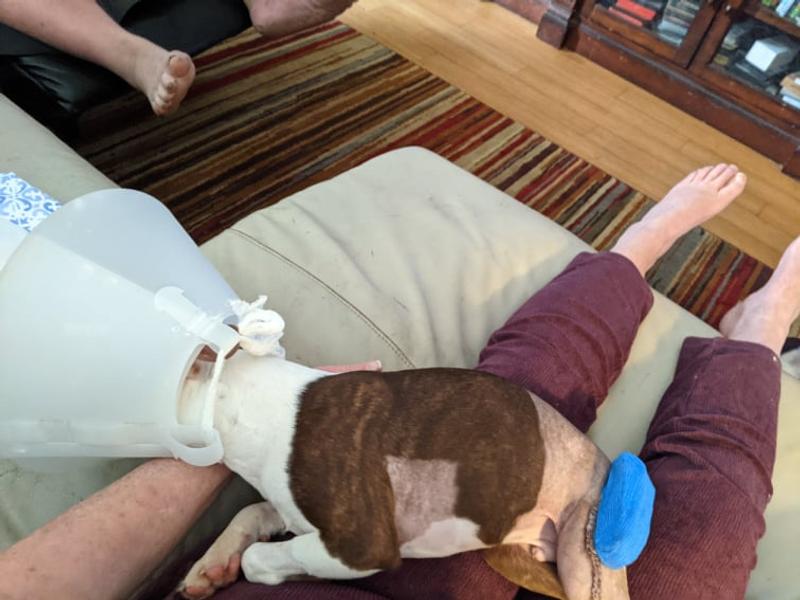 Maurice day one, post surgery