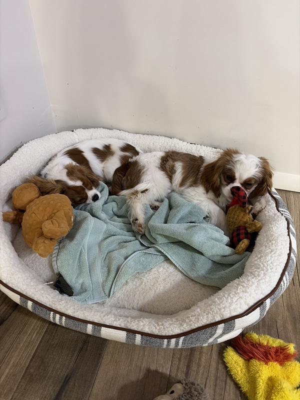 Cozy and comfortable 🐶🐶