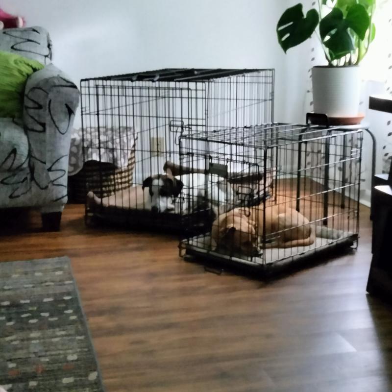 Time Out! People Eating lol PS - they actually like their crates