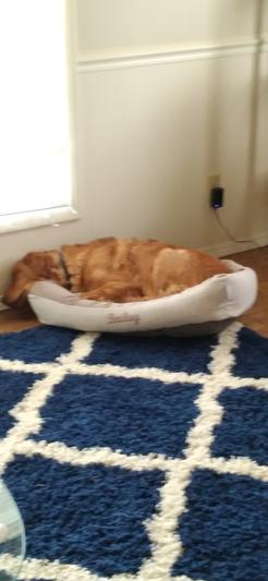 When does the rest of the bed arrive