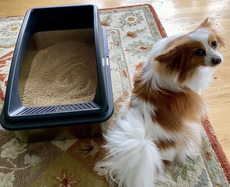 My dog was a more willing model than my cat on this day!