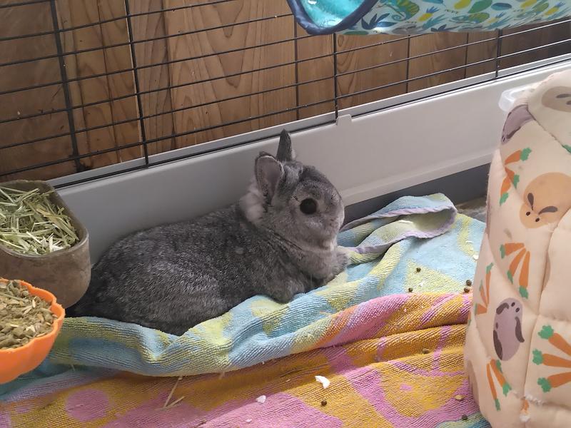 Romeo is one happy bunny!