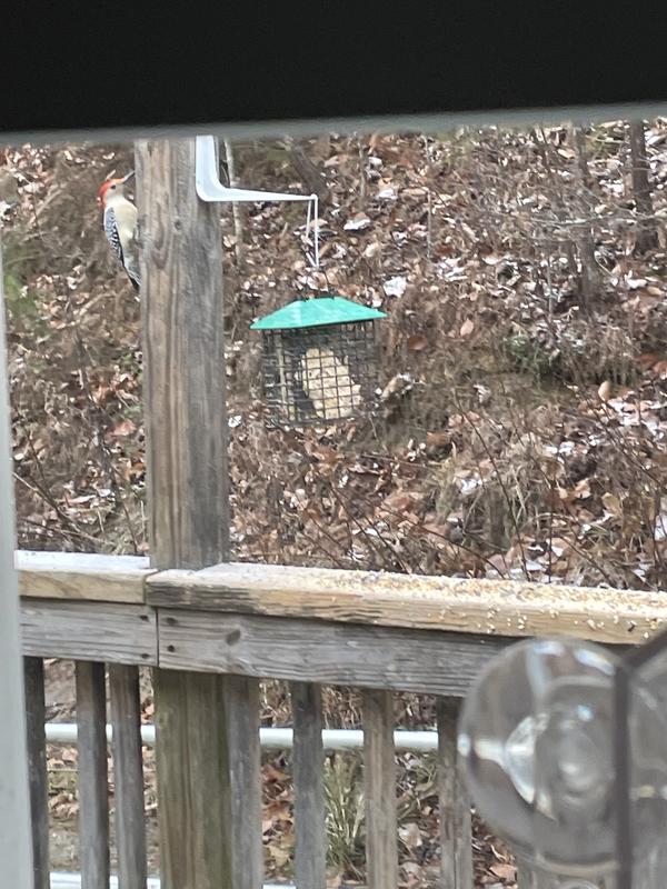 My red belly woodpecker coming to eat