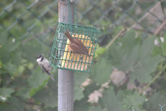 Carolina wren and Carolina chickadee feeding on the suet