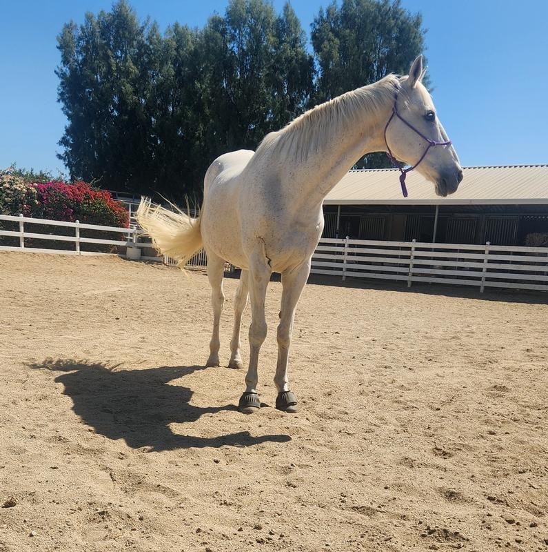 Vinnie standing square on all fours and quite happy and much more sound!